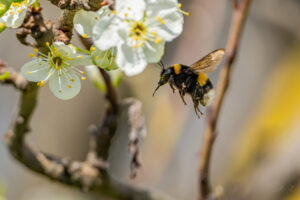 2024-04-04 Hummel im März / Bumblebee in March