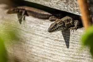 2024-03-24 Eidechse / Lizard