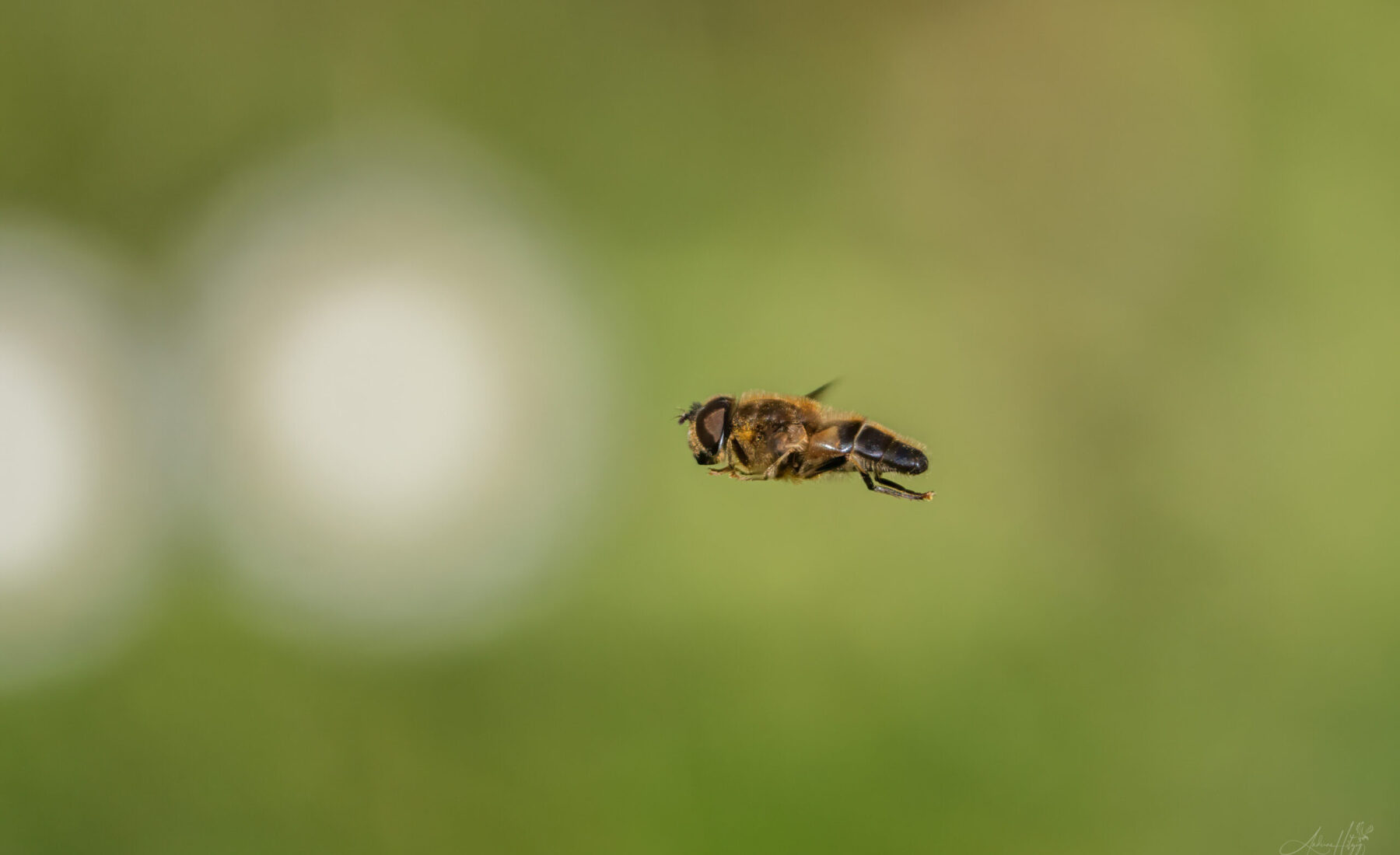 2024-03-24 Schwebendes Insekt / Hovering insect