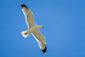 2024-04-02 März Vögel : Möwe / March birds : Seagull