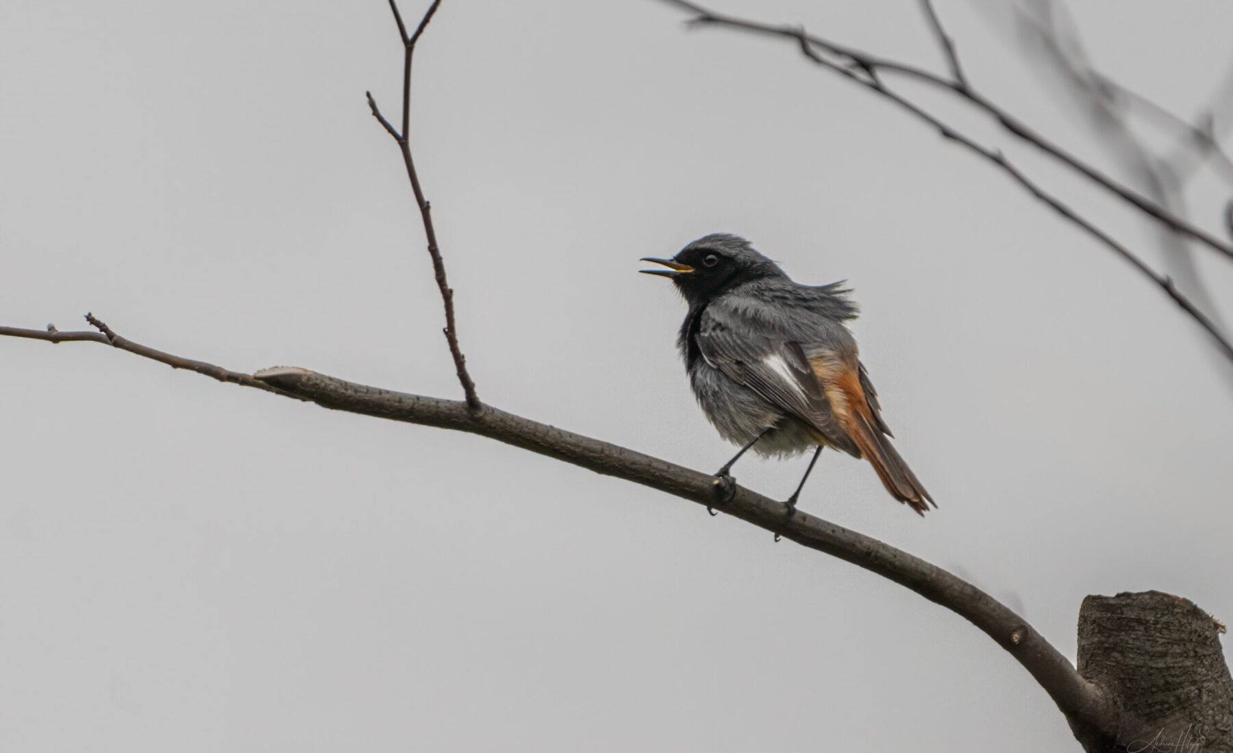 2024-04-02 März Vögel : Hausrotschwanz / March birds : Black redstart