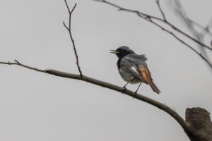 2024-04-02 März Vögel : Hausrotschwanz / March birds : Black redstart