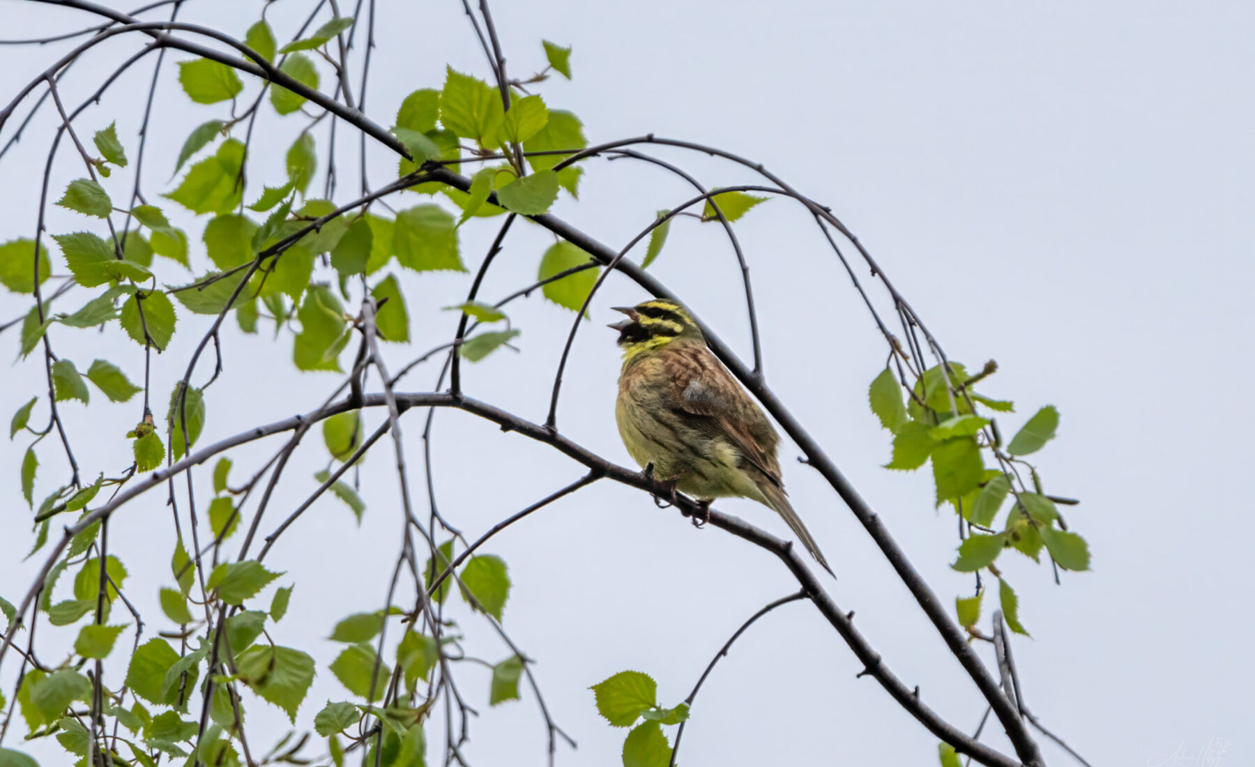 2024-04-02 März Vögel : Goldammer / March birds : Yellowhammer