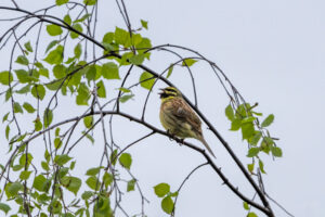 2024-04-02 März Vögel : Goldammer / March birds : Yellowhammer