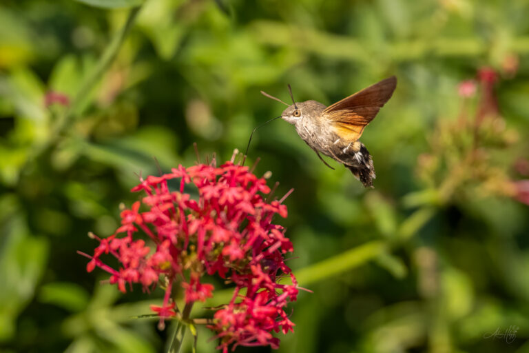 2024-10-11 Hummingbird hawk-moth / Taubenschwänzchen