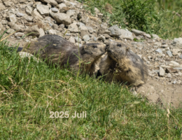 2025 July Photo book as pdf-File