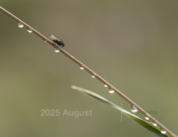 2025 August Photo book as pdf-File
