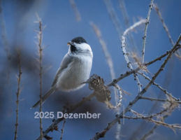 2025 December Photo book as pdf-File
