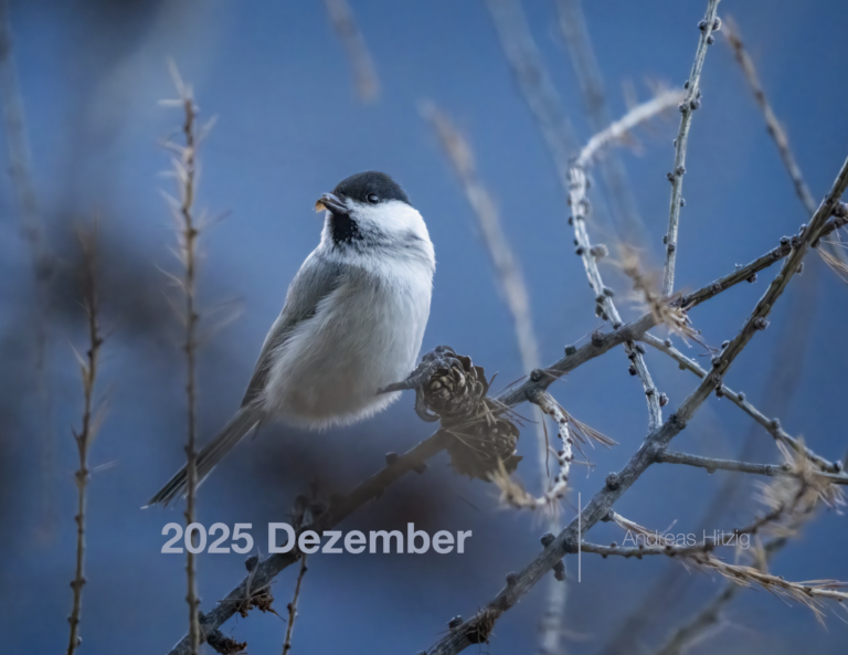 2025 December Photo book as pdf-File