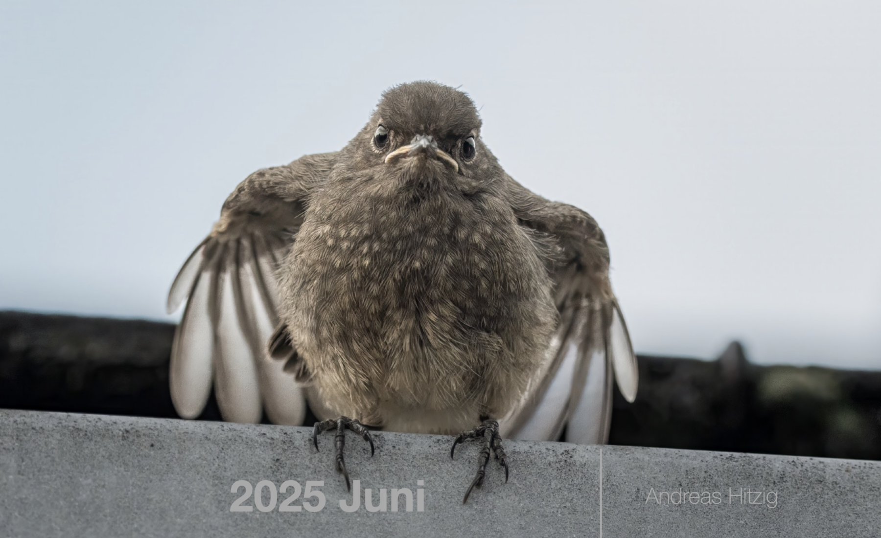 2025 June Photo book as pdf-File