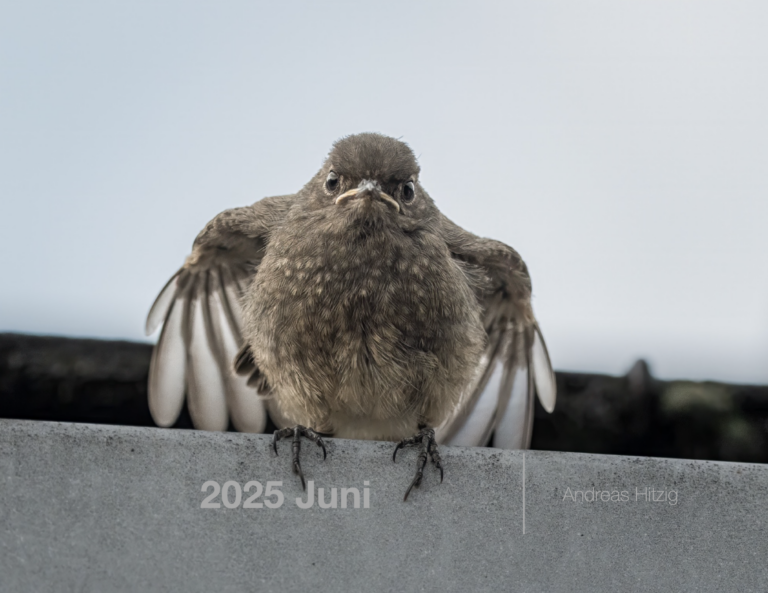 2025 June Photo book as pdf-File