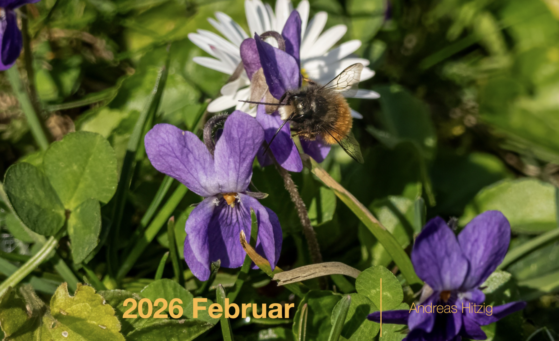 2026 February Photo book as pdf-File