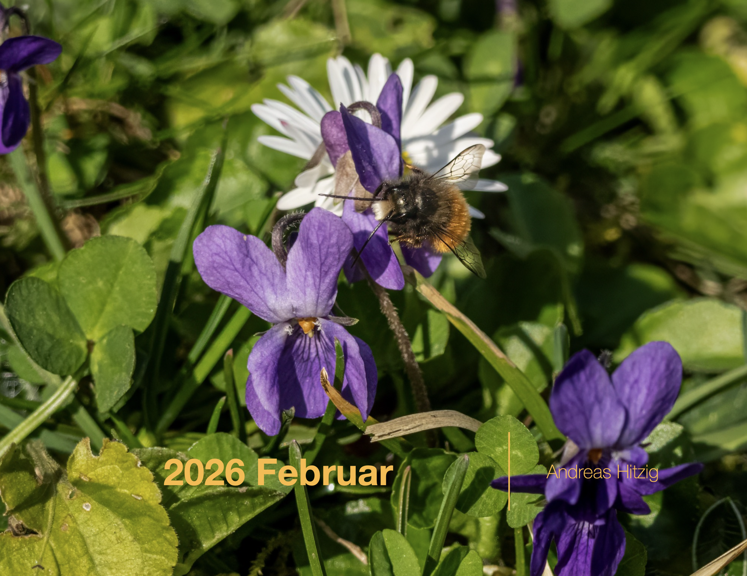 2026 February Photo book as pdf-File