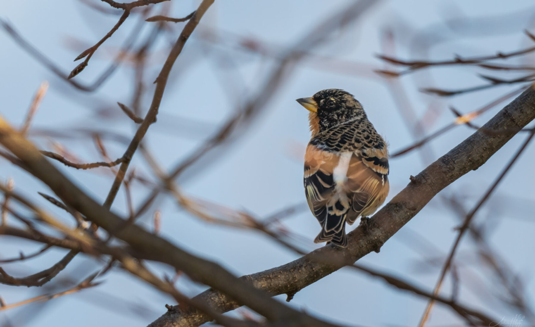 2026-04-19 Birds in March / Vögel im März