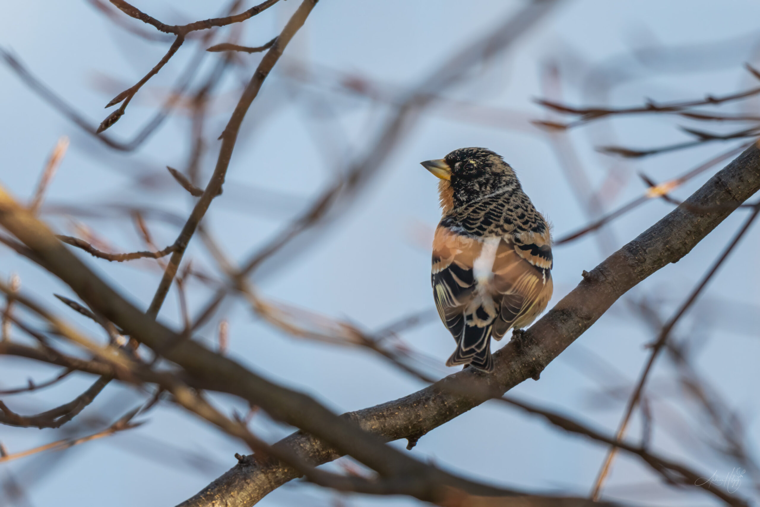 2026-04-19 Birds in March / Vögel im März