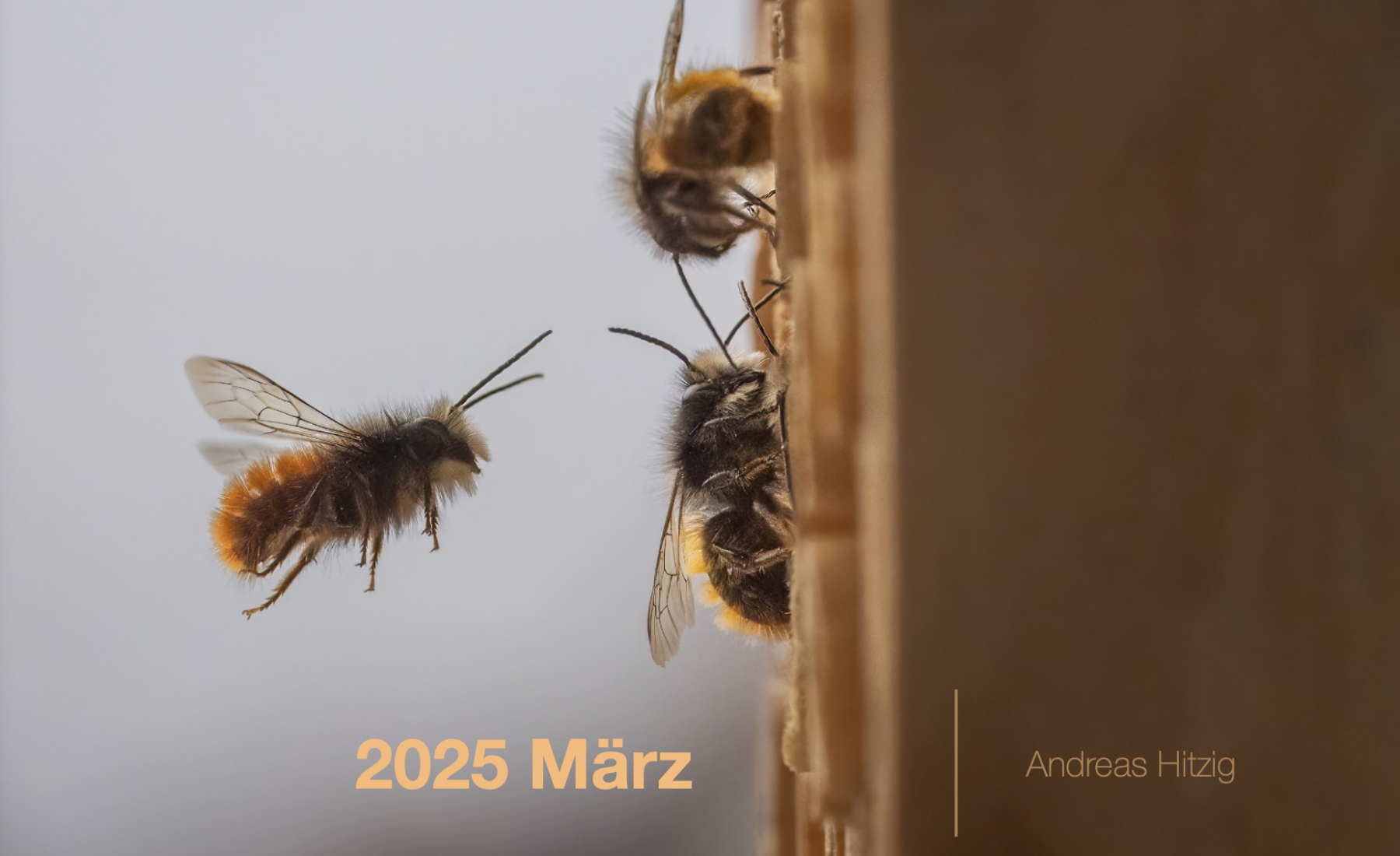 2025 March Photo book as pdf-File