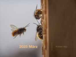 2025 March Photo book as pdf-File