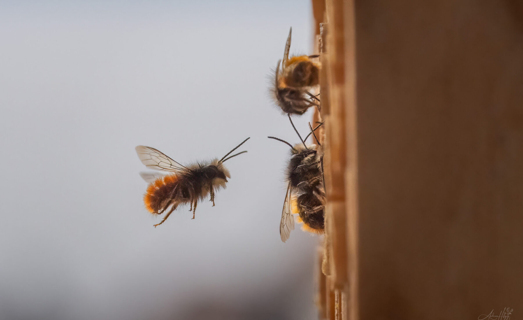 2025-03-31 Wild bees in March / Wildbienen im März