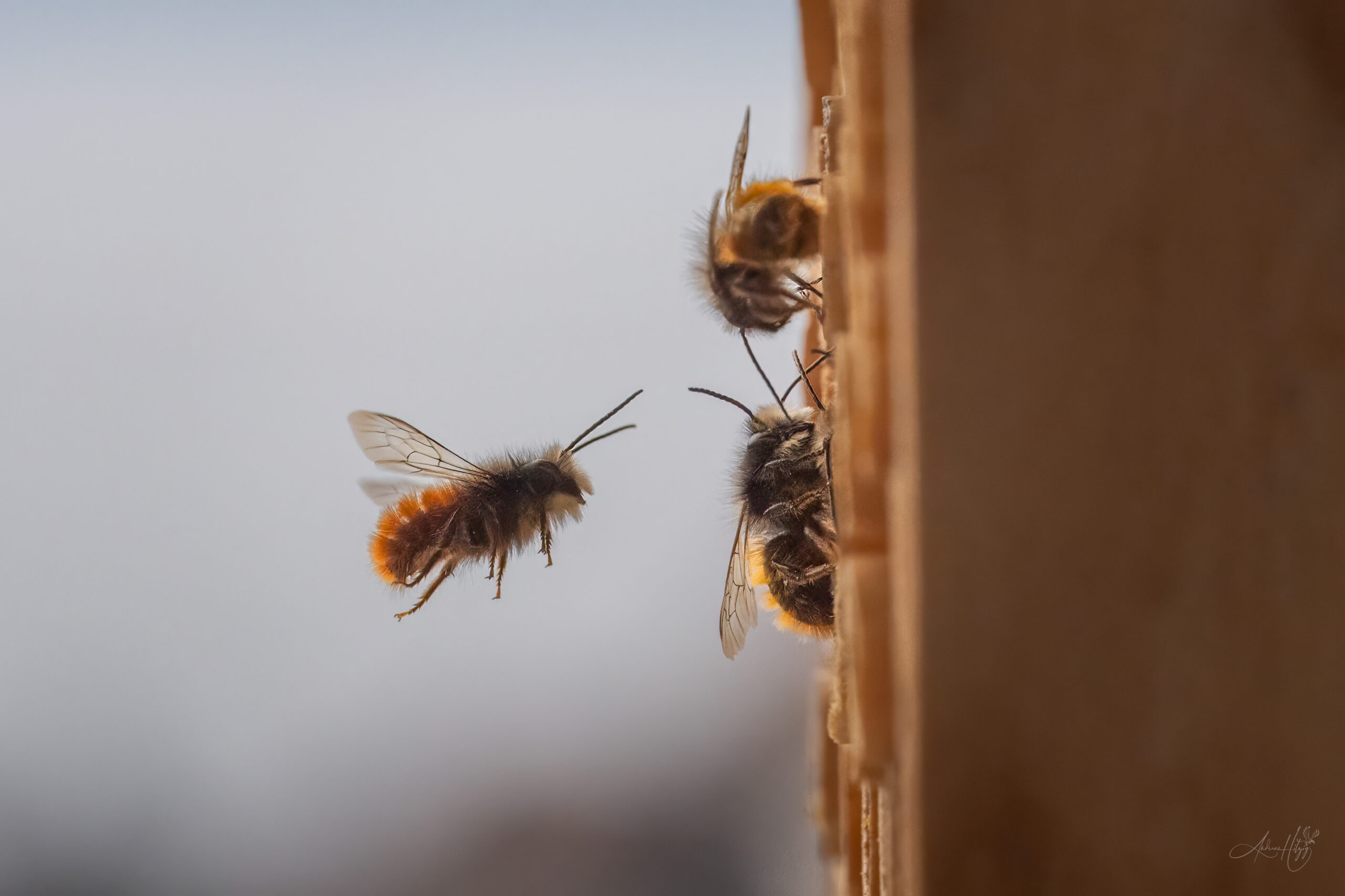 2025-03-31 Wild bees in March / Wildbienen im März
