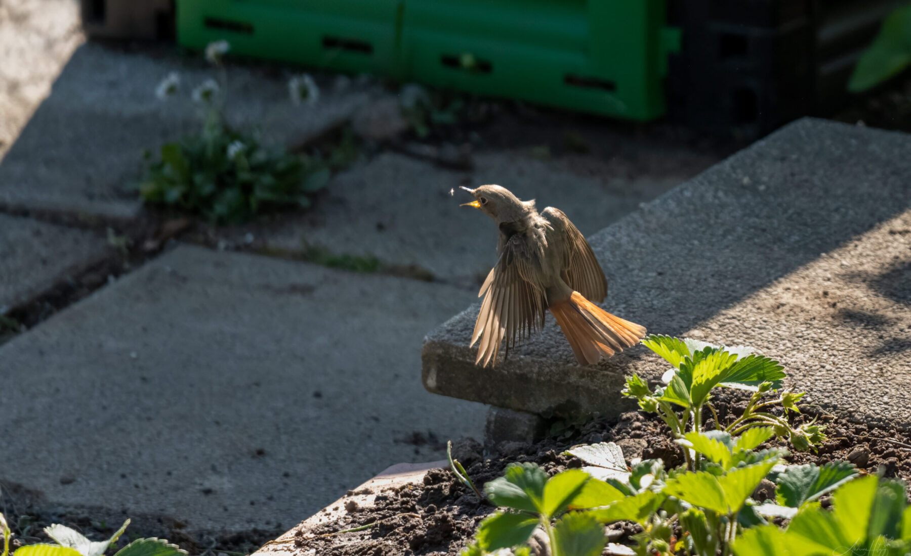 2026-05-14 Birds in April / Vögel im April