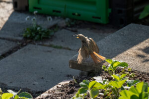 2026-05-14 Birds in April / Vögel im April