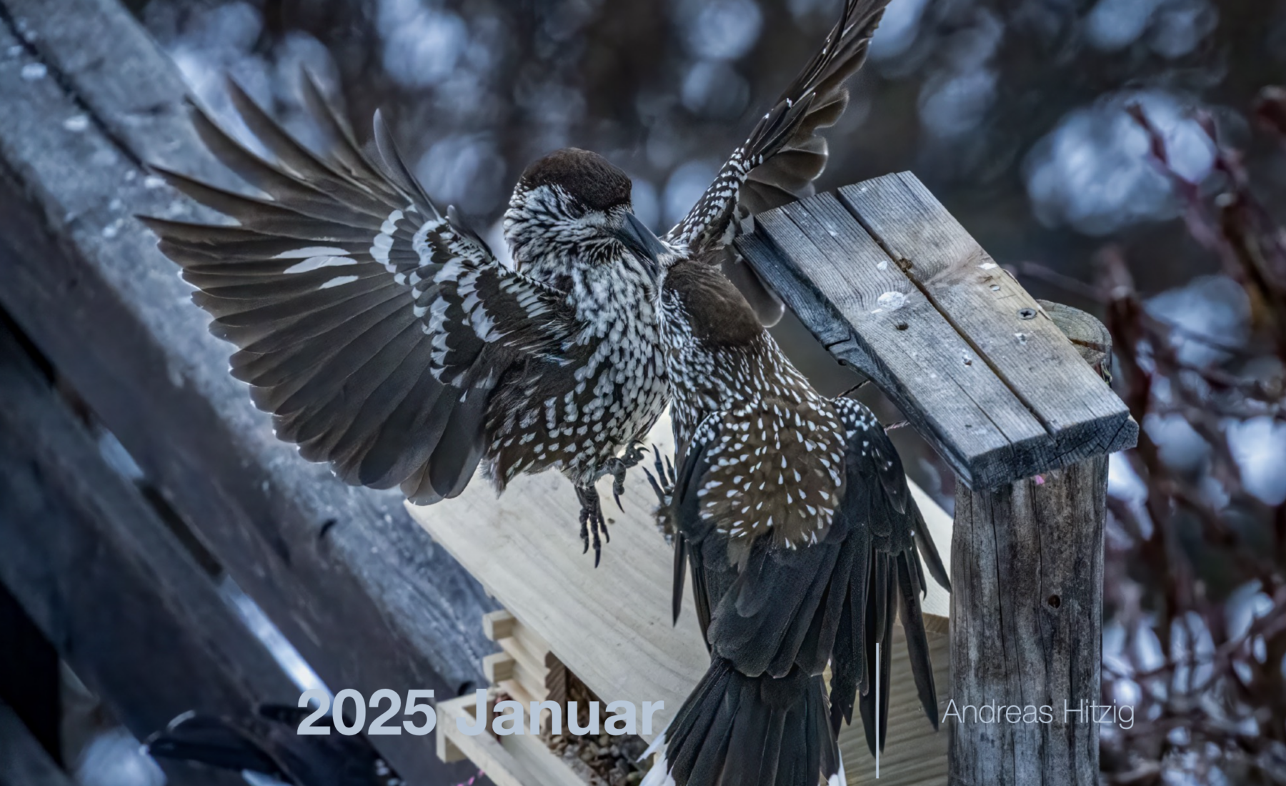 2025 January Photo book as pdf-File