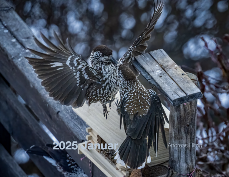 2025 January Photo book as pdf-File