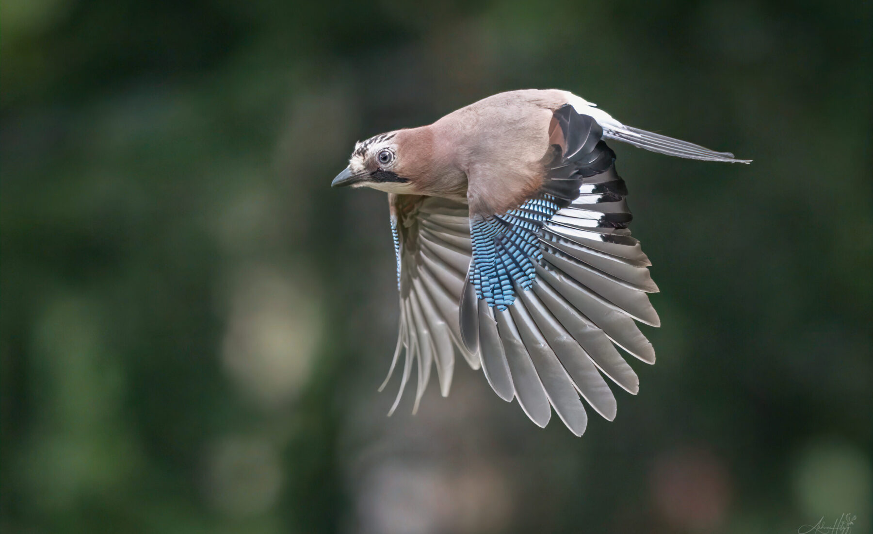 2026-06-26 Eurasian Jay / Eichelhäher