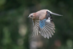 2026-06-26 Eurasian Jay / Eichelhäher