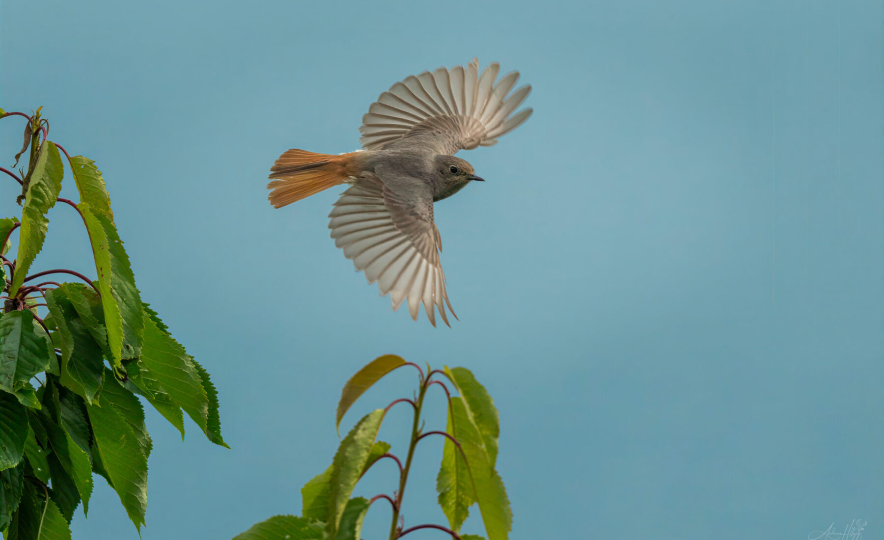 2026-06-26 Black Redstart in May / Hausrotschwanz im Mai