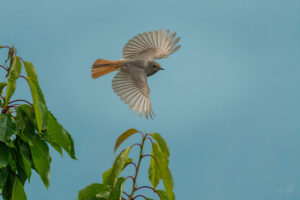2026-06-26 Black Redstart in May / Hausrotschwanz im Mai