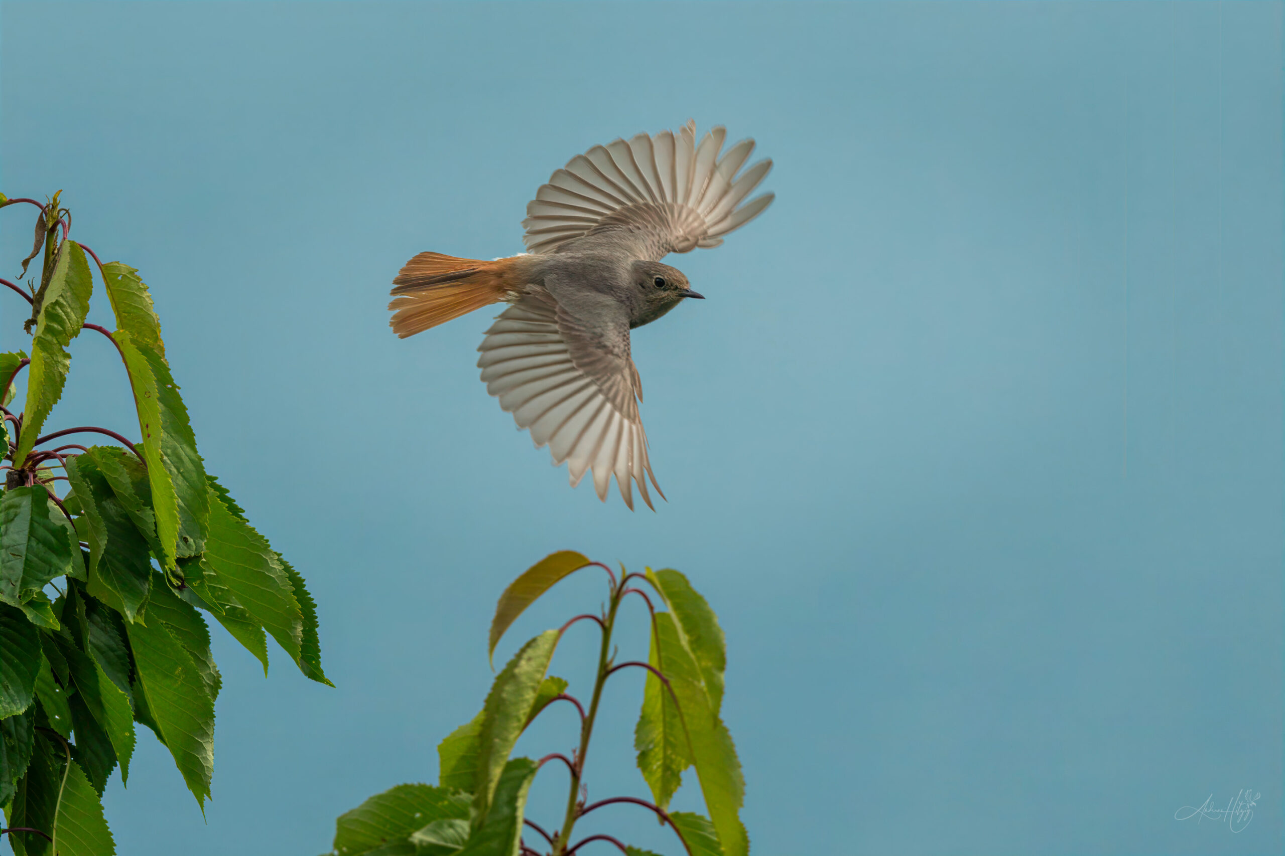 2026-06-26 Black Redstart in May / Hausrotschwanz im Mai