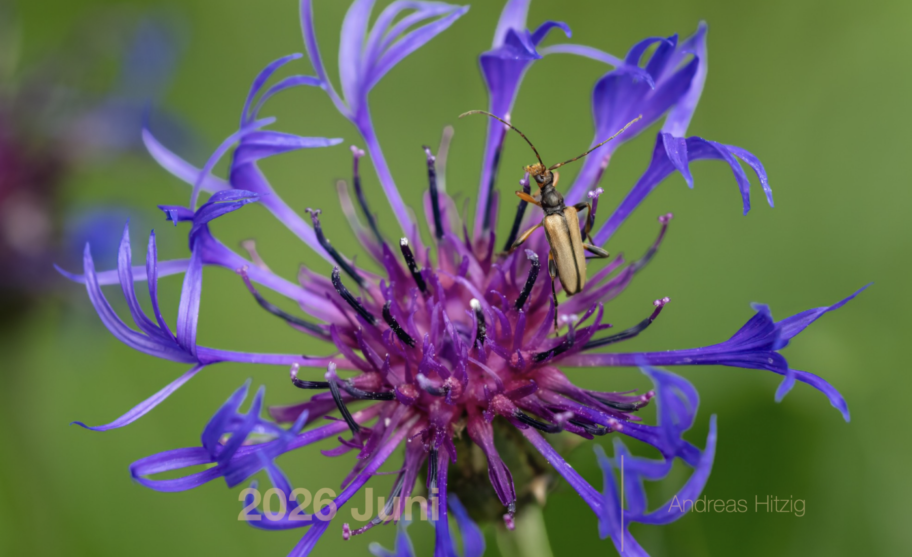 2026 June Photo book as pdf-File