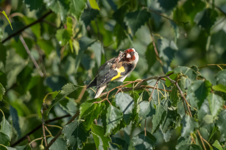 2026-07-12 Birds in June / Vögel im Juni