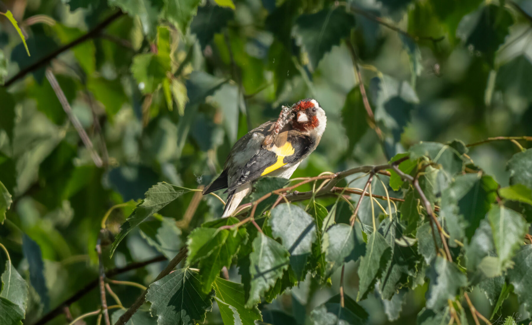 2026-07-12 Birds in June / Vögel im Juni