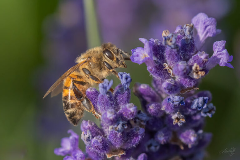 2026-07-10 Bee activity in June / Bienen im Juni