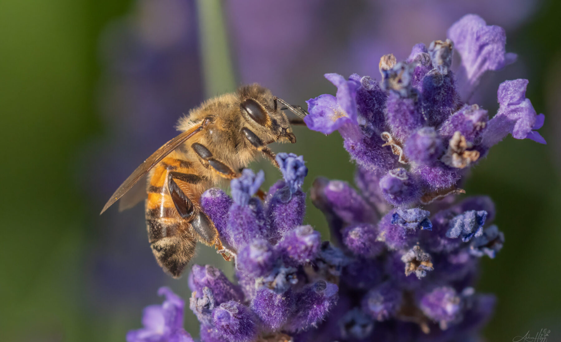 2026-07-10 Bee activity in June / Bienen im Juni