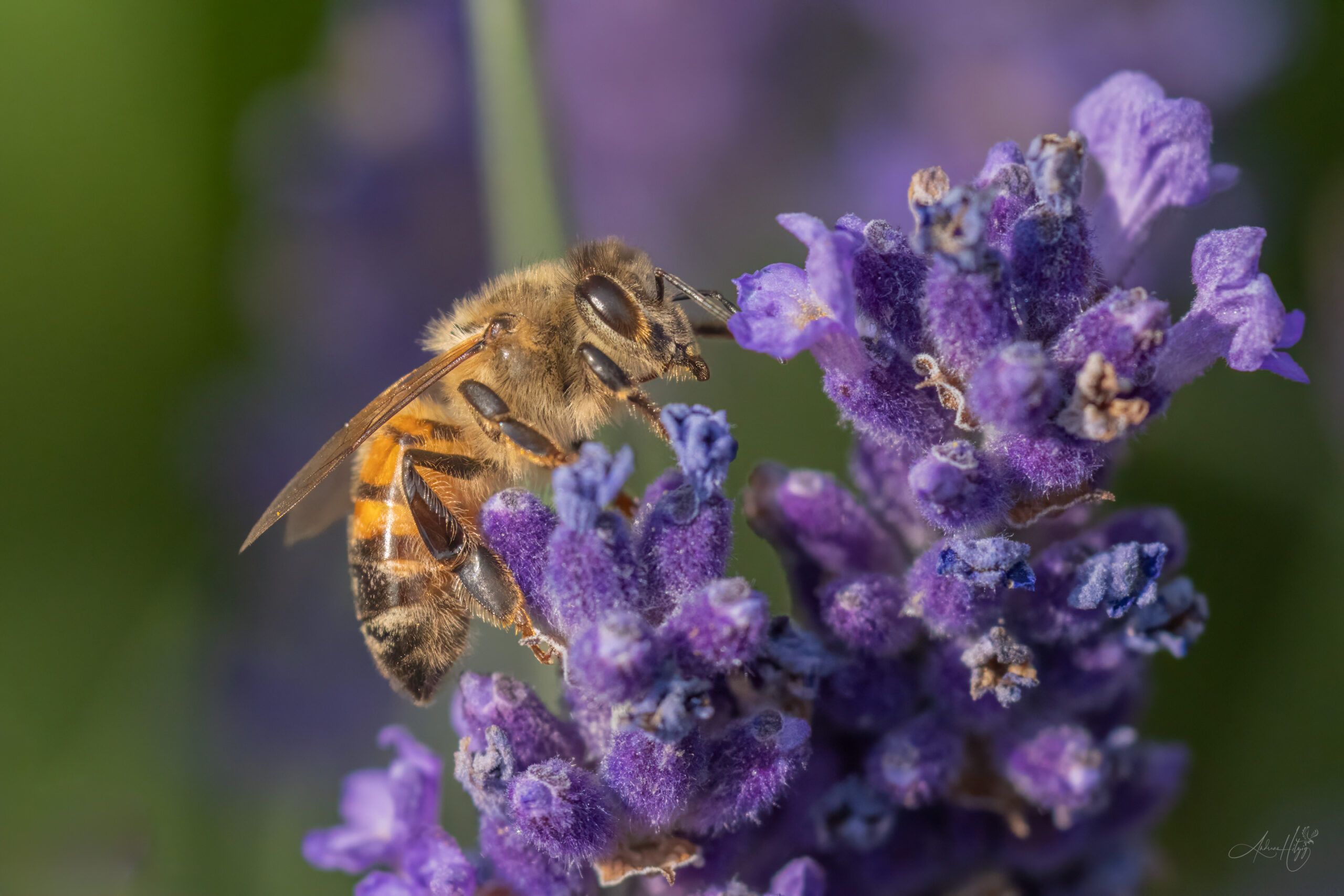 2026-07-10 Bee activity in June / Bienen im Juni
