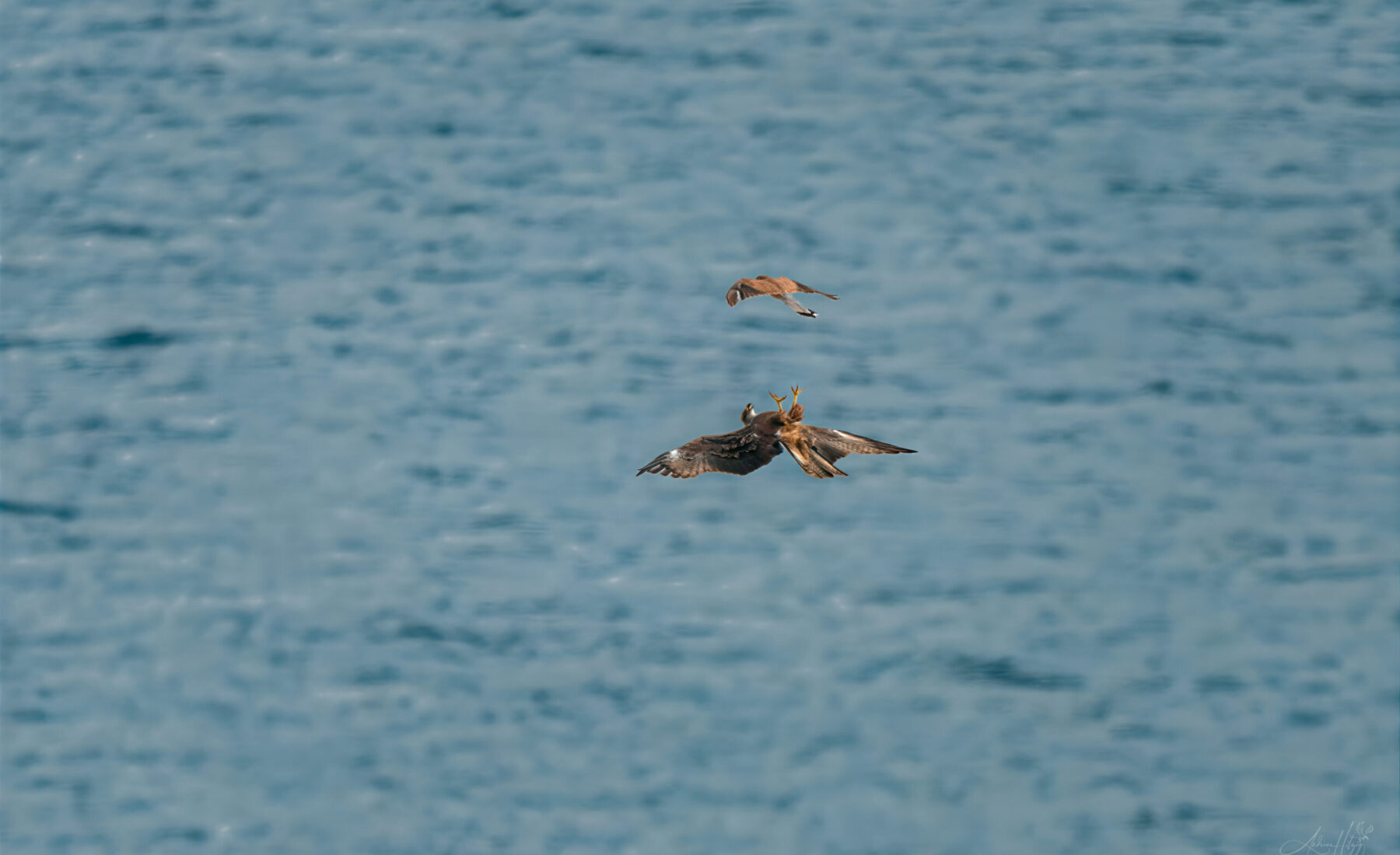 2026-07-09 Buzzard vs Kestrel / Bussard gegen Turmfalke