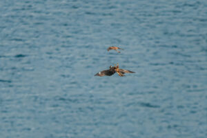 2026-07-09 Buzzard vs Kestrel / Bussard gegen Turmfalke