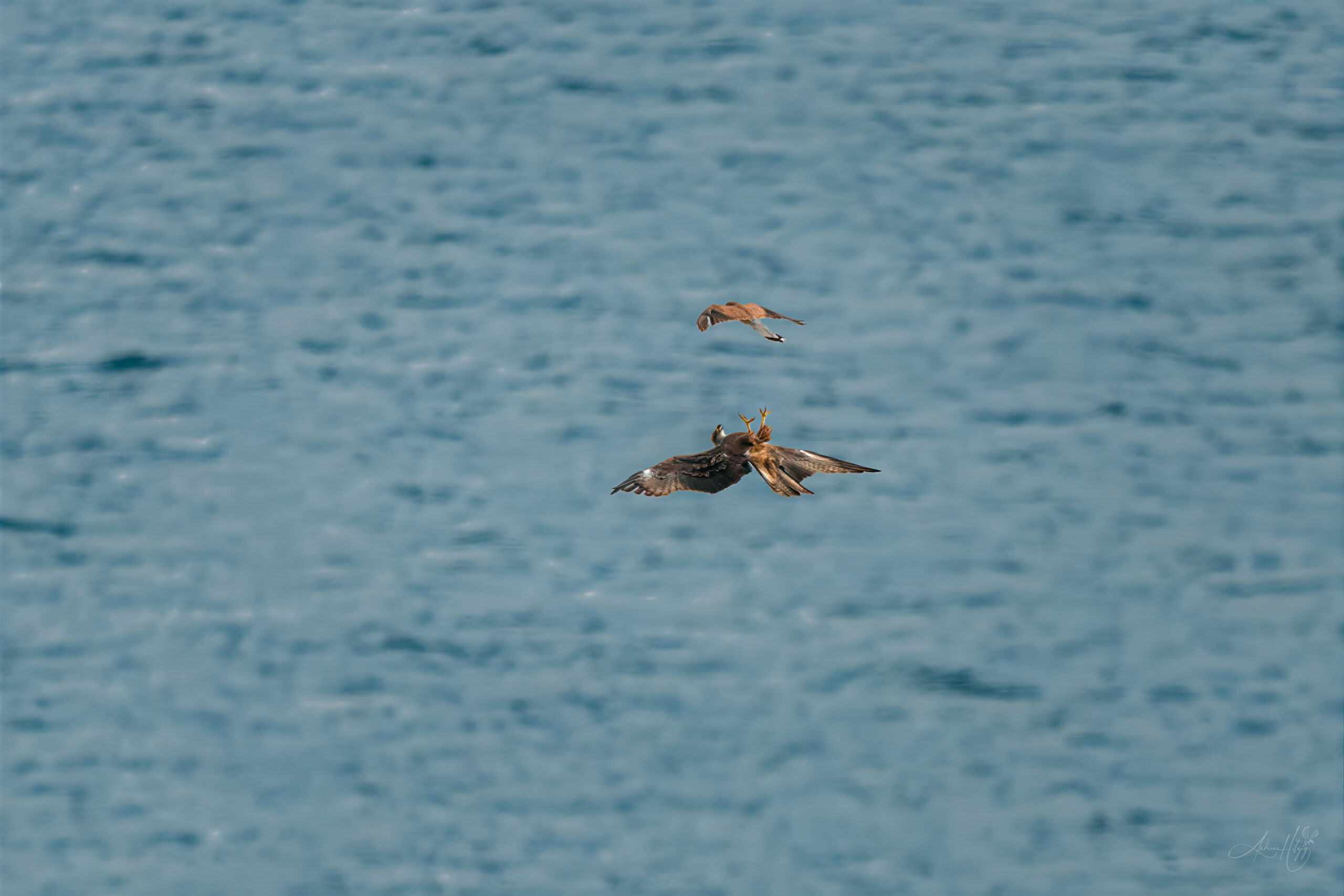2026-07-09 Buzzard vs Kestrel / Bussard gegen Turmfalke