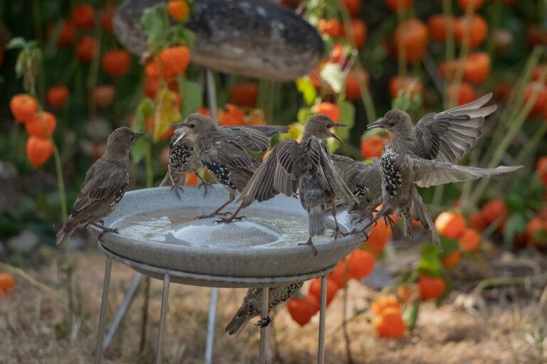 2026-08-19 Starlings at the birdbath / Stare am Vogelbad