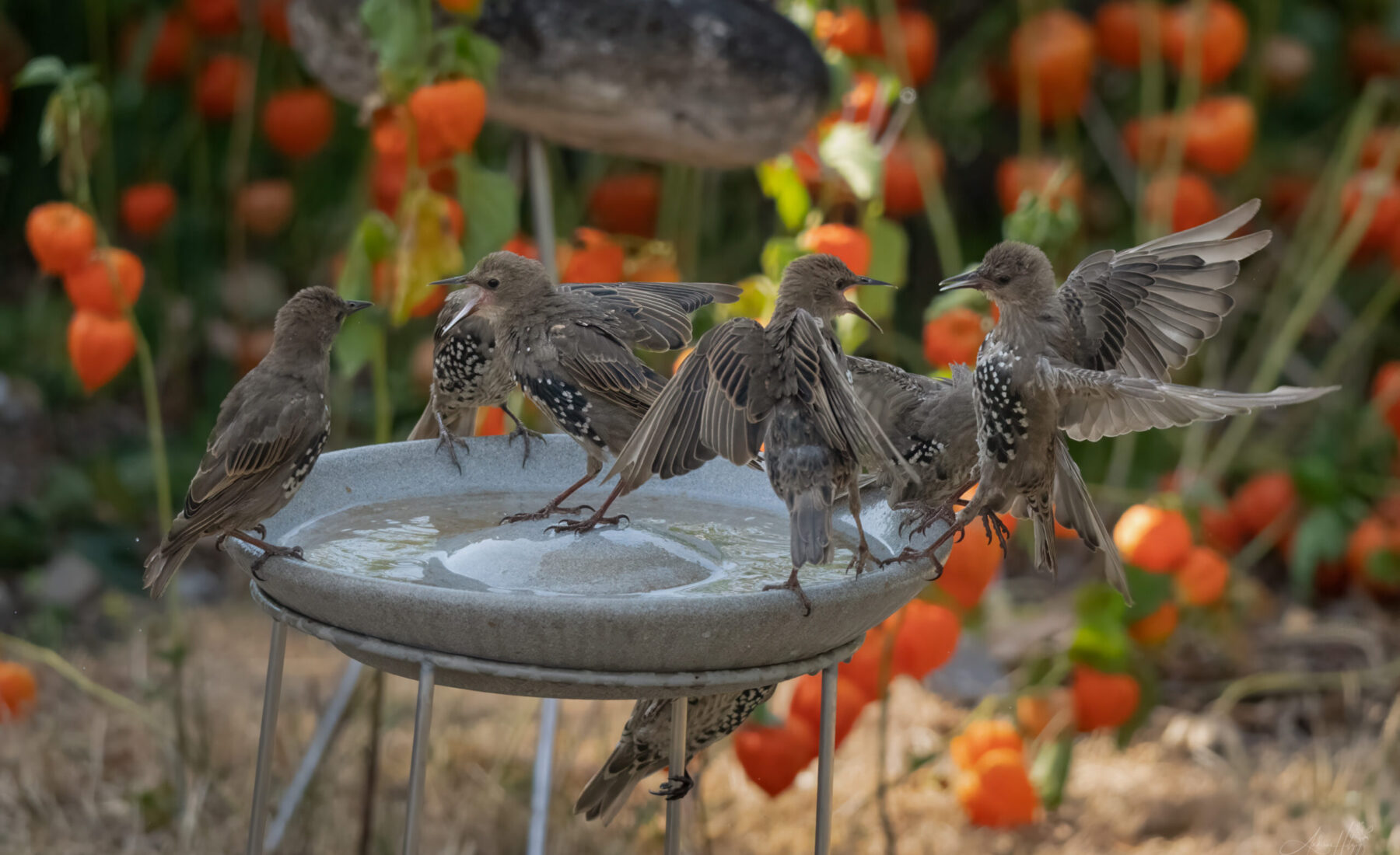 2026-08-19 Starlings at the birdbath / Stare am Vogelbad