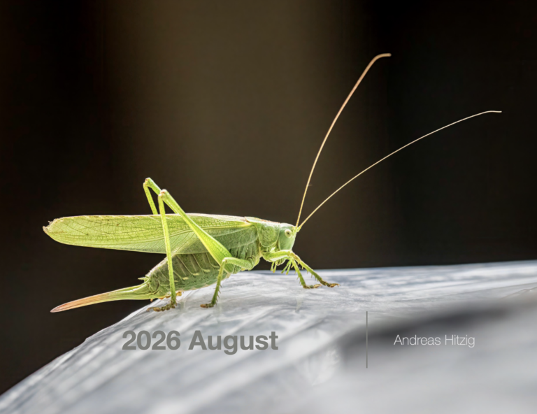 2026 August Photo book as pdf-File