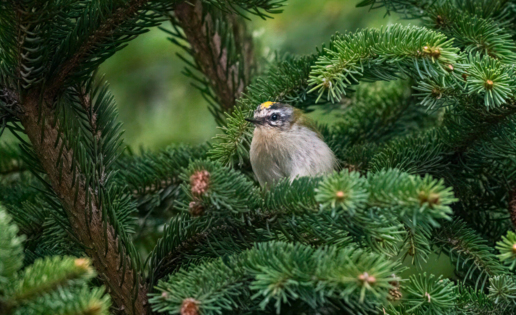 2026-09-04 Birds in August / Vögel im August